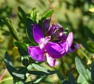 Image of myrtle-leaf milkwort