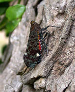 صورة Penthicodes (Ereosoma) variegata Guérin-Méneville 1829