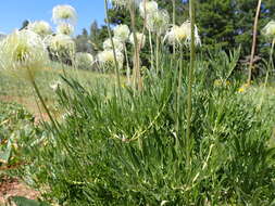 Image of hairy clematis