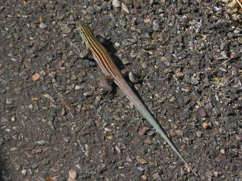 Image of Plateau Striped Whiptail