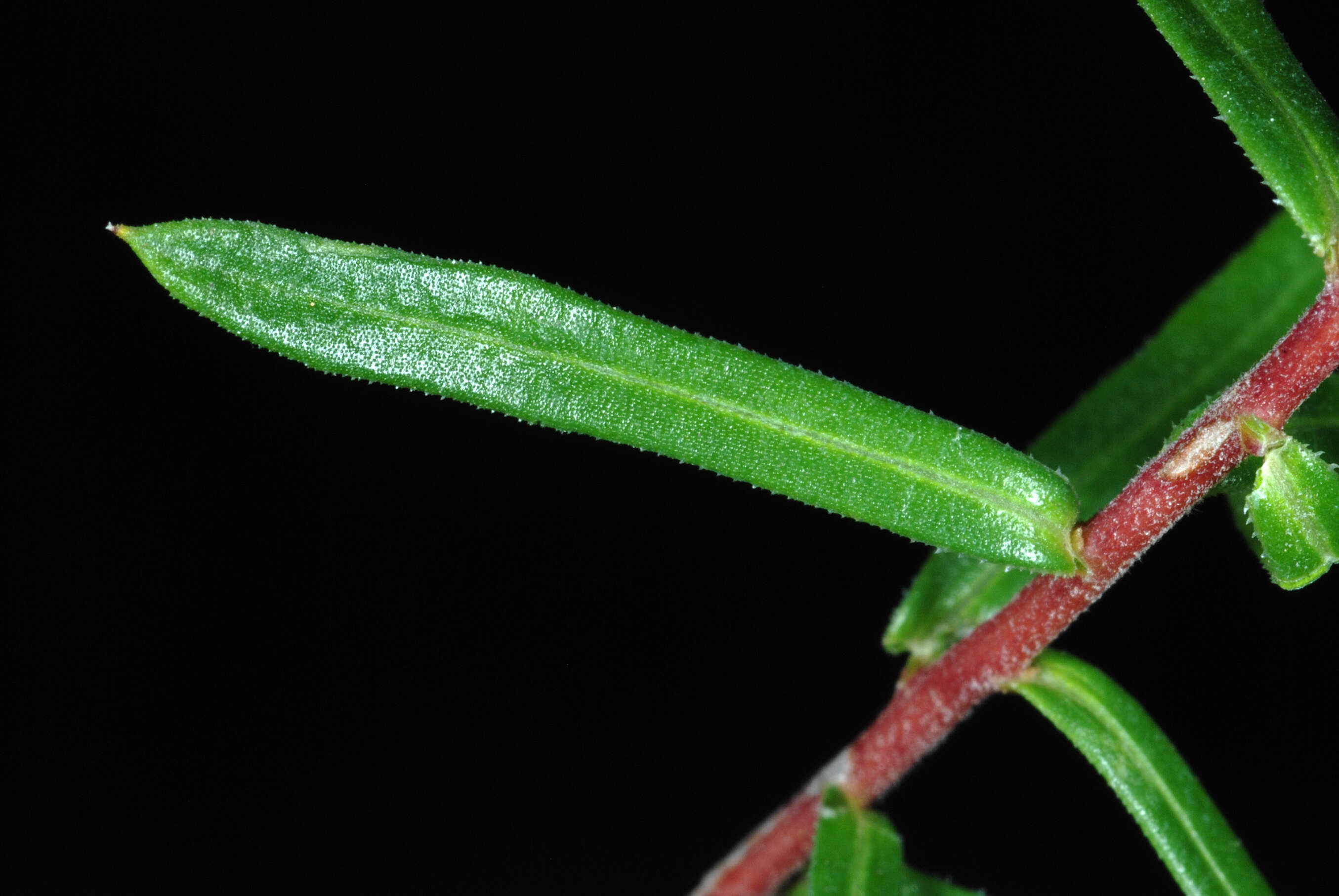 Image of Ionactis linariifolia (L.) Greene