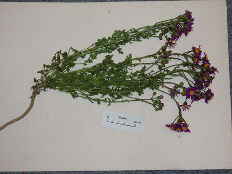 Image of redpurple ragwort