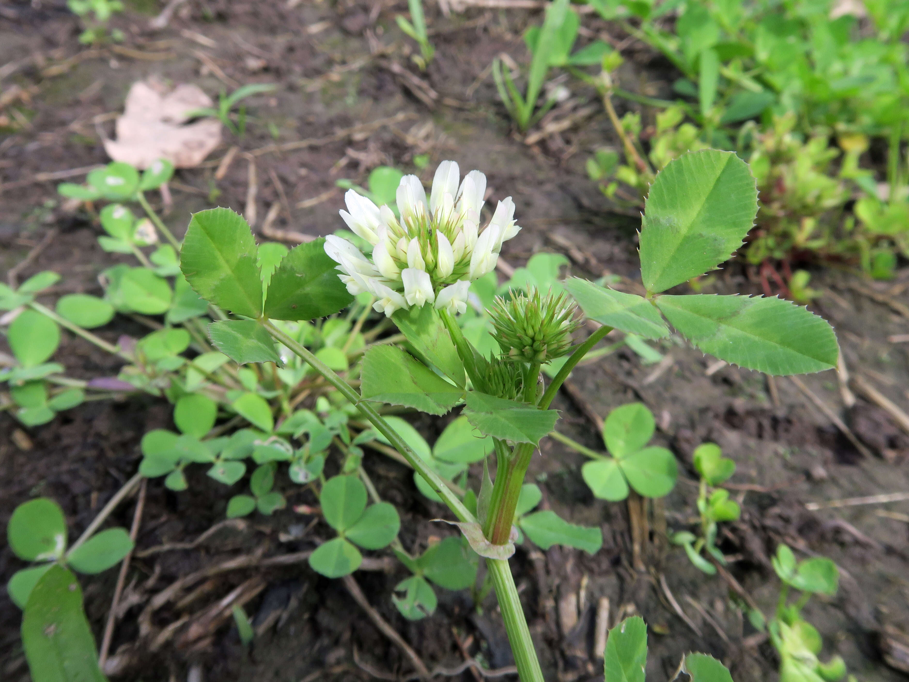 Image of reversed clover