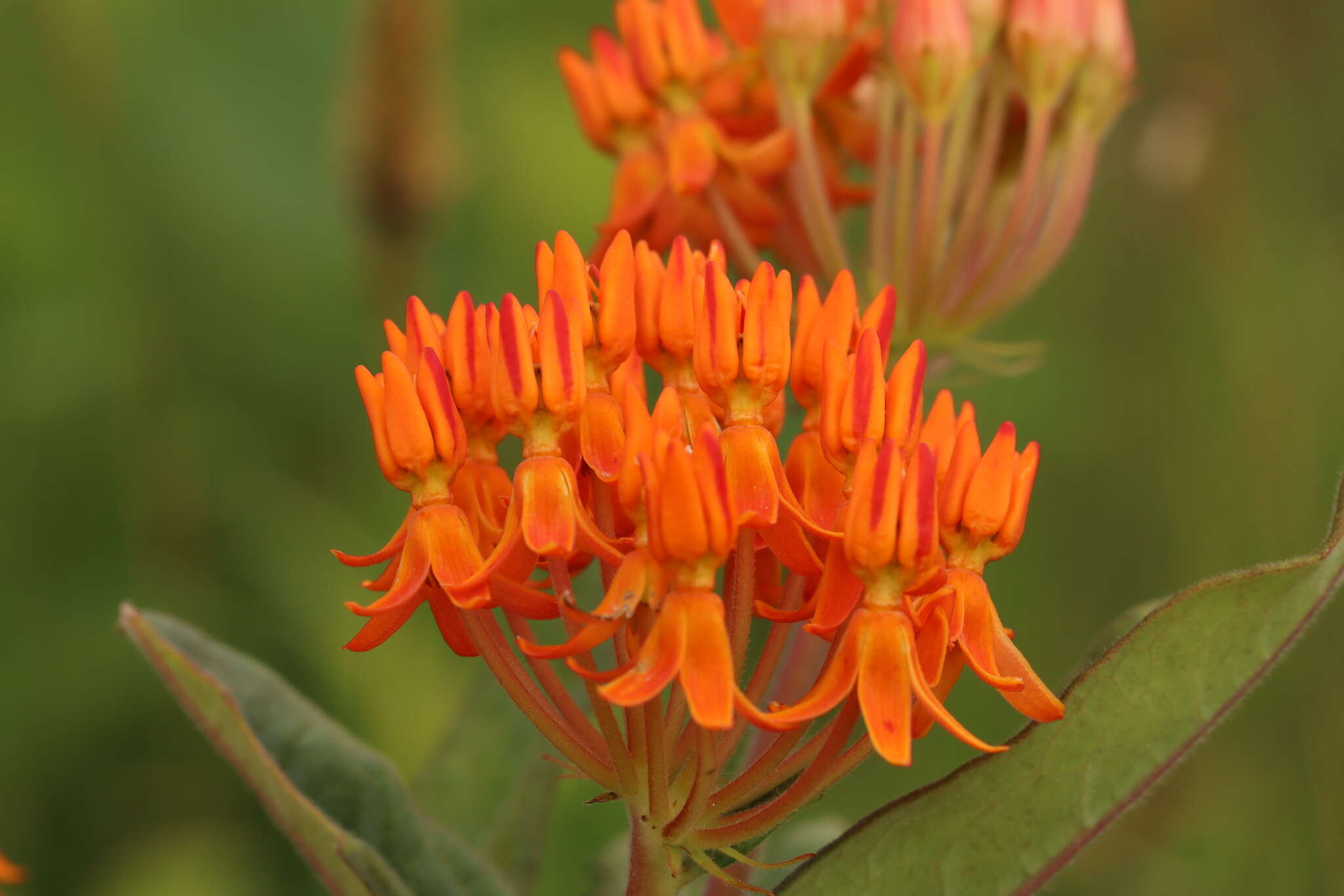 Imagem de Asclepias tuberosa L.