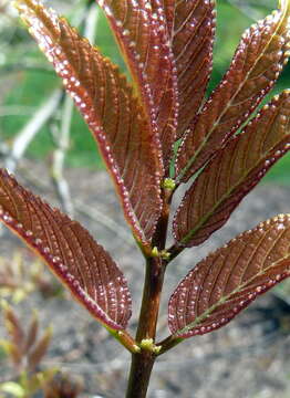 Imagem de Tapiscia sinensis Oliver