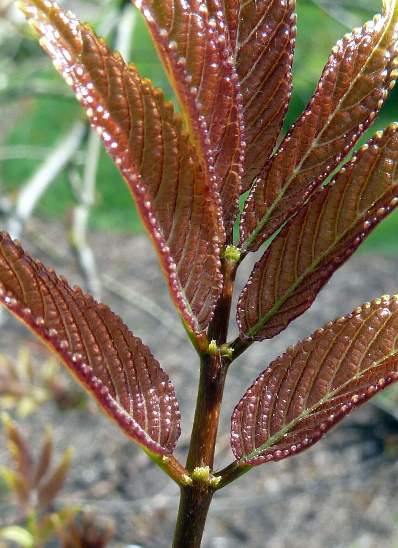 Image of Tapiscia sinensis Oliver