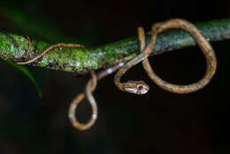 Image of Blunt-head Slug Snake