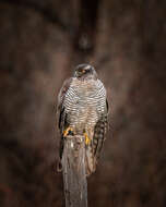 Image of Eurasian Goshawk