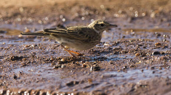 Image of Australian Pipit