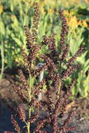 Image of black false hellebore