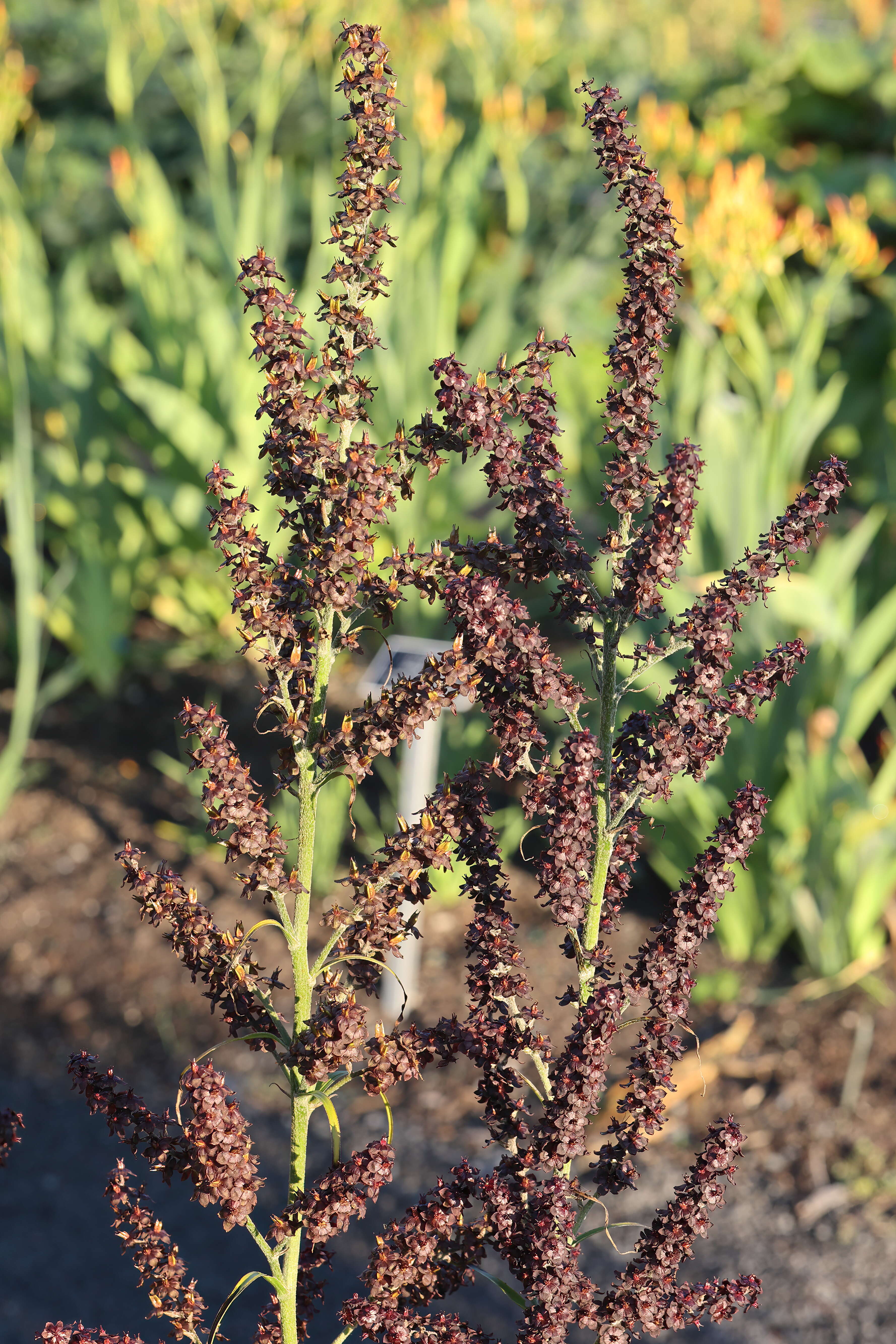 Image of black false hellebore