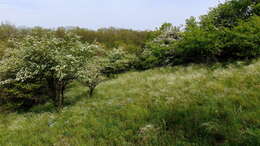 Image of European feather grass