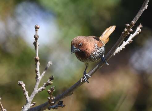 Image of Nutmeg Mannikin