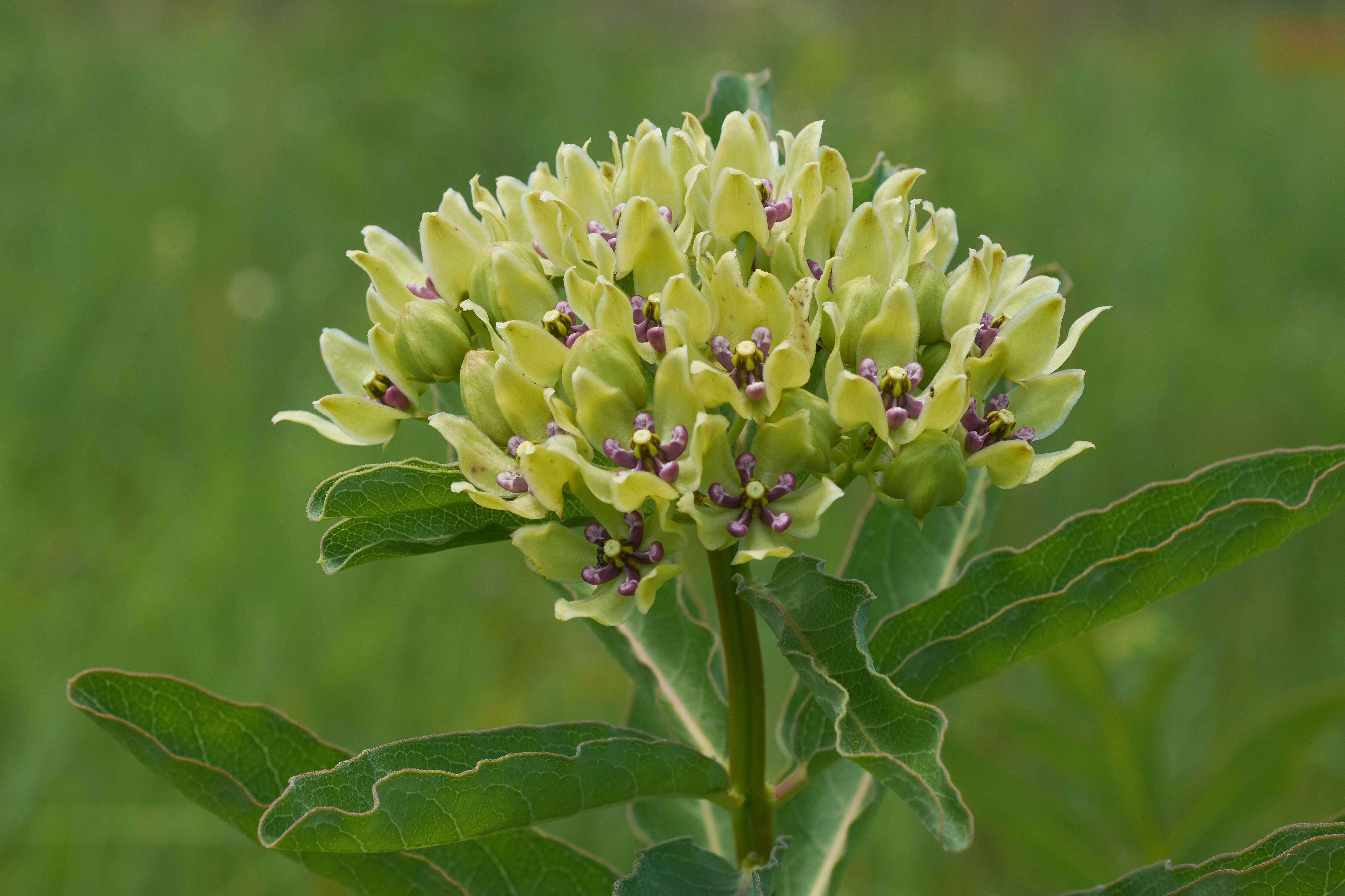 صورة Asclepias viridis Walt.