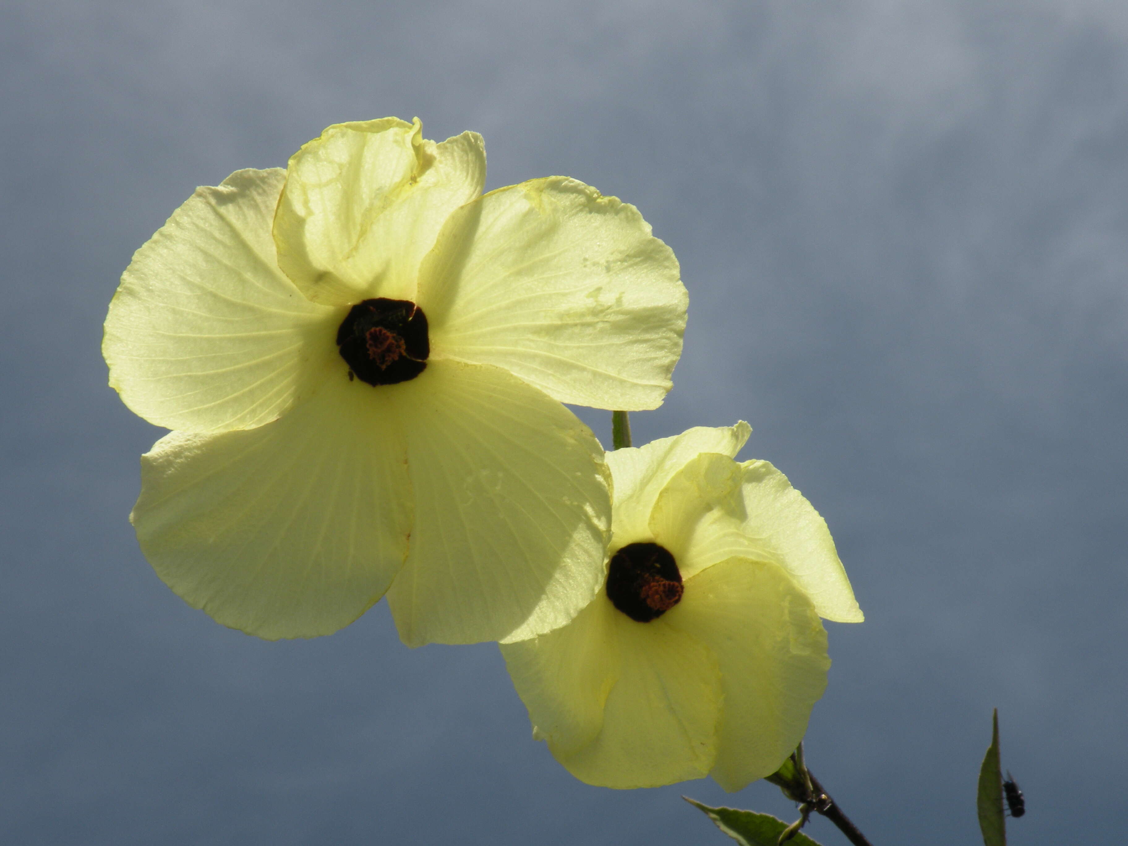 Hibiscus vitifolius L.的圖片