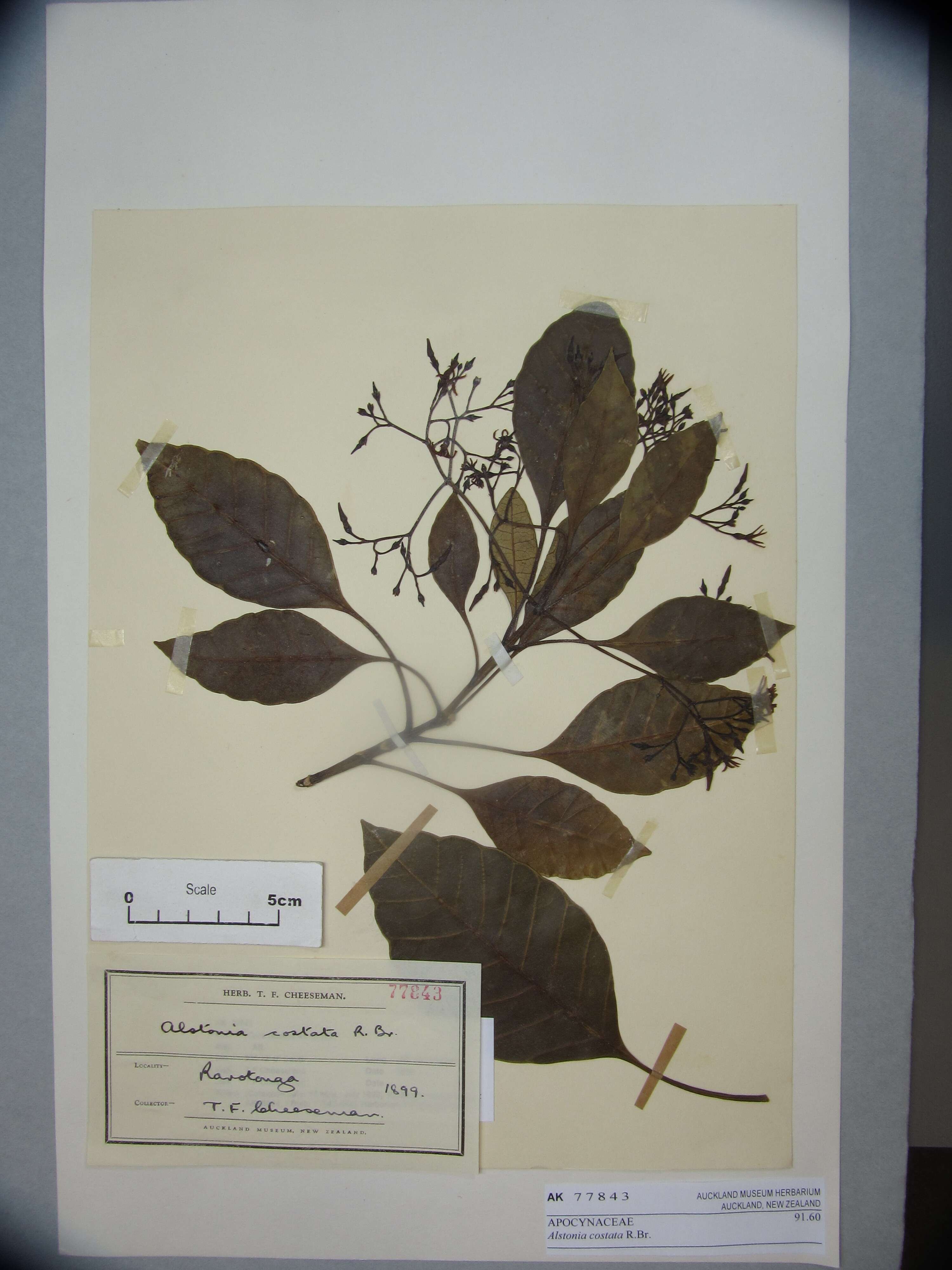 Image of Alstonia costata (G. Forst.) R. Br.