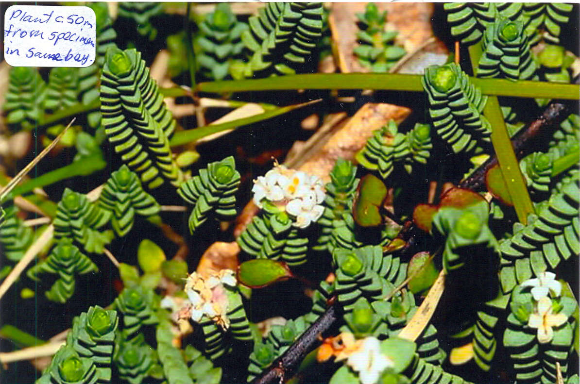 Image of Pimelea urvilleana A. Rich.