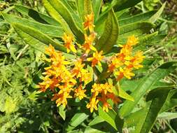 Image of butterfly milkweed