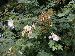 Image of Rosa beggeriana Schrenk