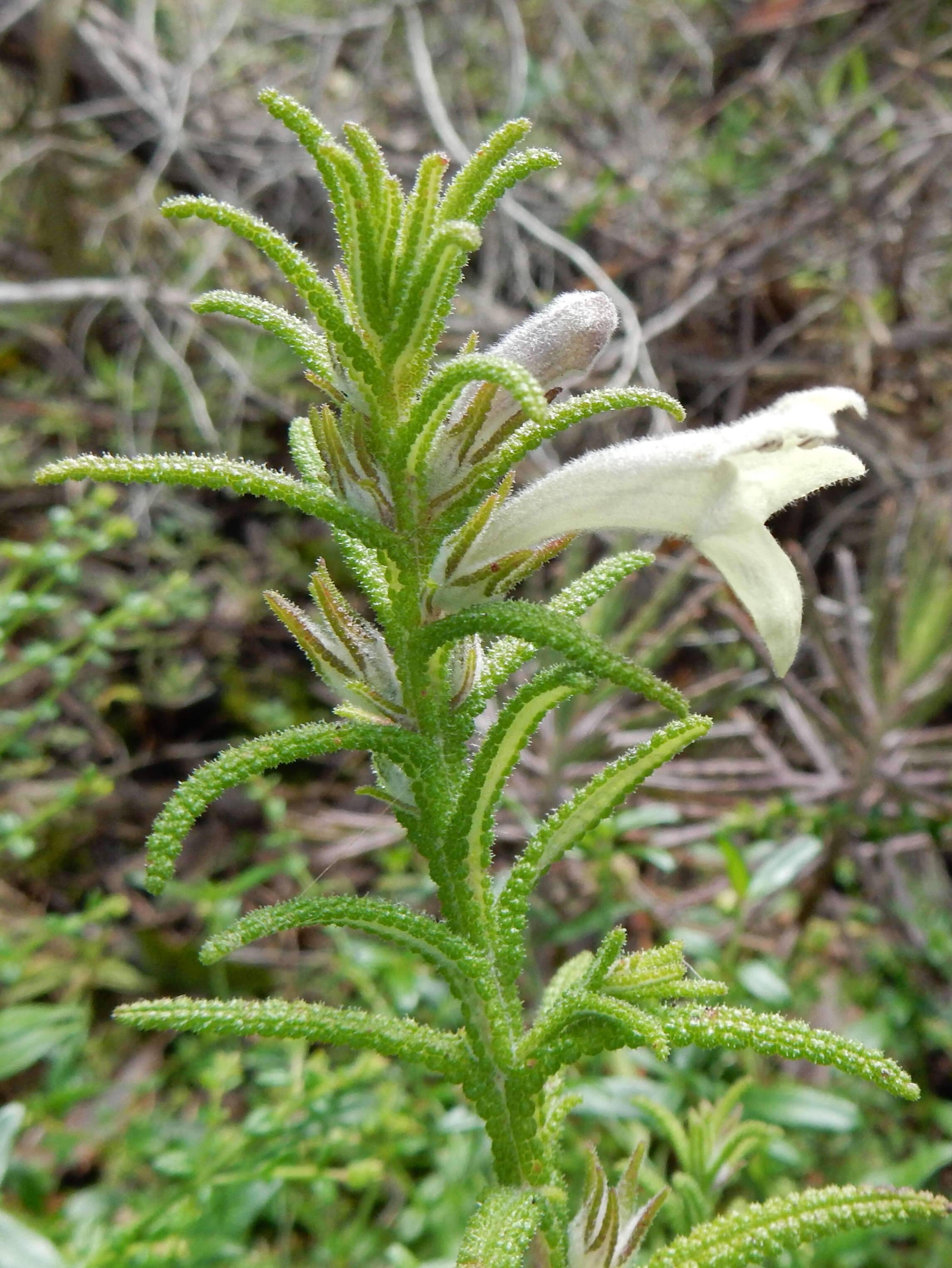 Image of Chloanthes stoechadis R. Br.