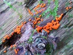 Image of Egg-shell Slime Mould