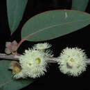 Image of Eucalyptus boliviana J. B. Williams & K. D. Hill
