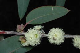 Image of Eucalyptus boliviana J. B. Williams & K. D. Hill