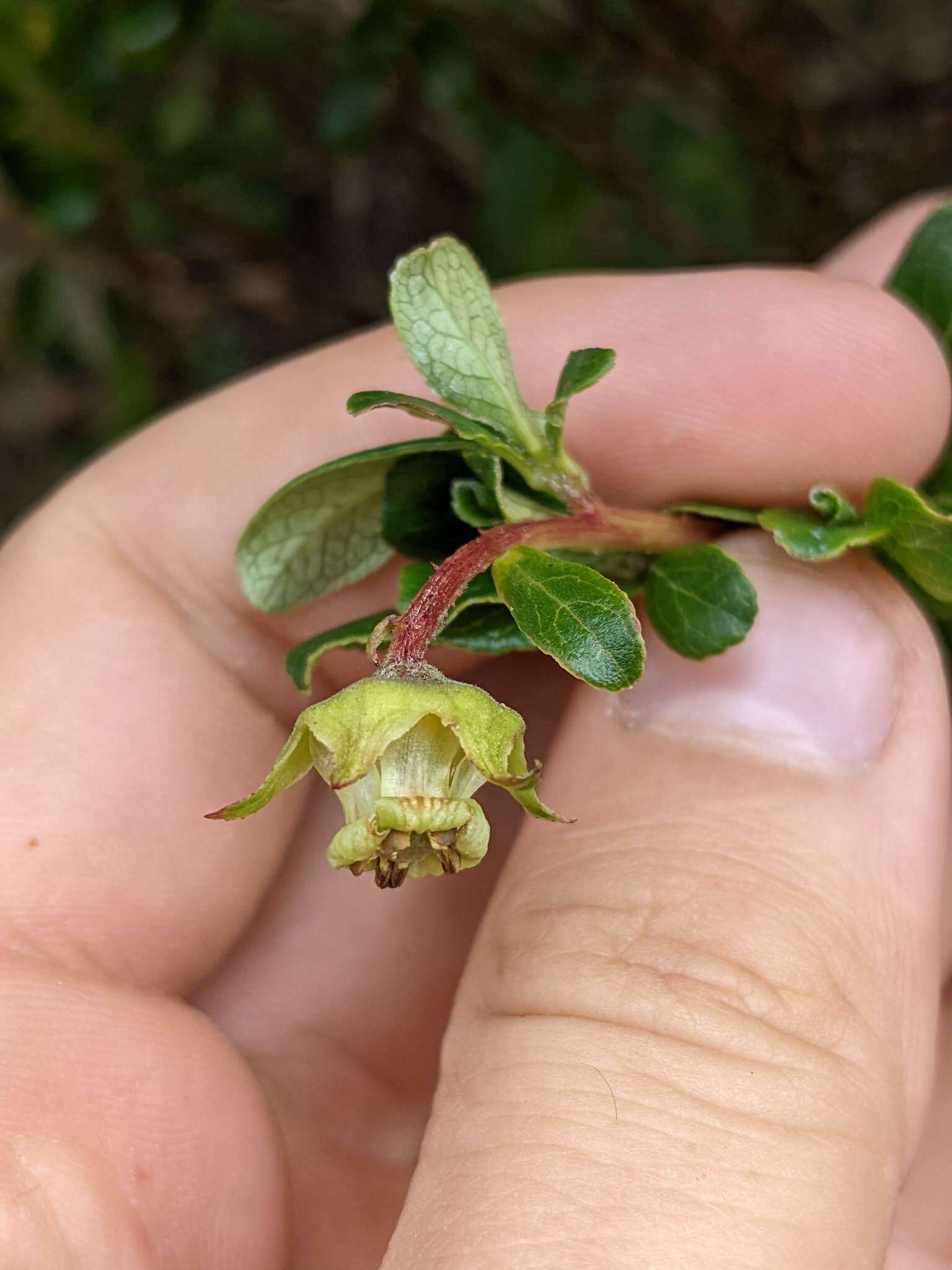 Escallonia myrtilloides L. fil. resmi