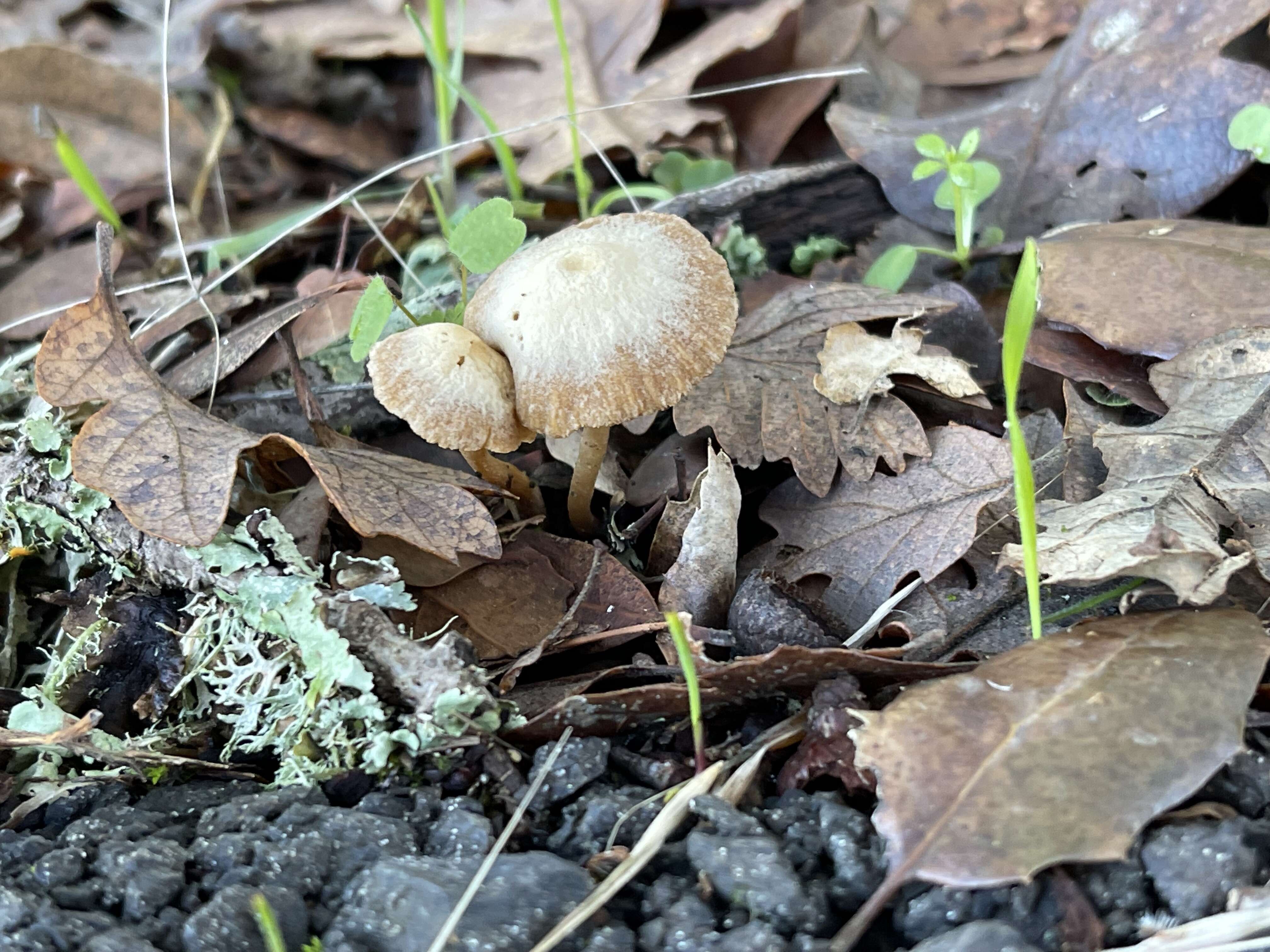 Image of Tubaria furfuracea (Pers.) Gillet 1876