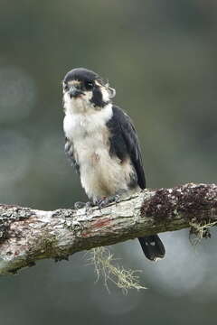 Image of Black-thighed Falconet