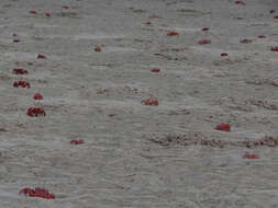 Image of red ghost crab