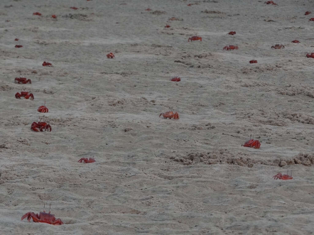 Image of red ghost crab