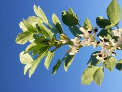 Image of Broad Bean