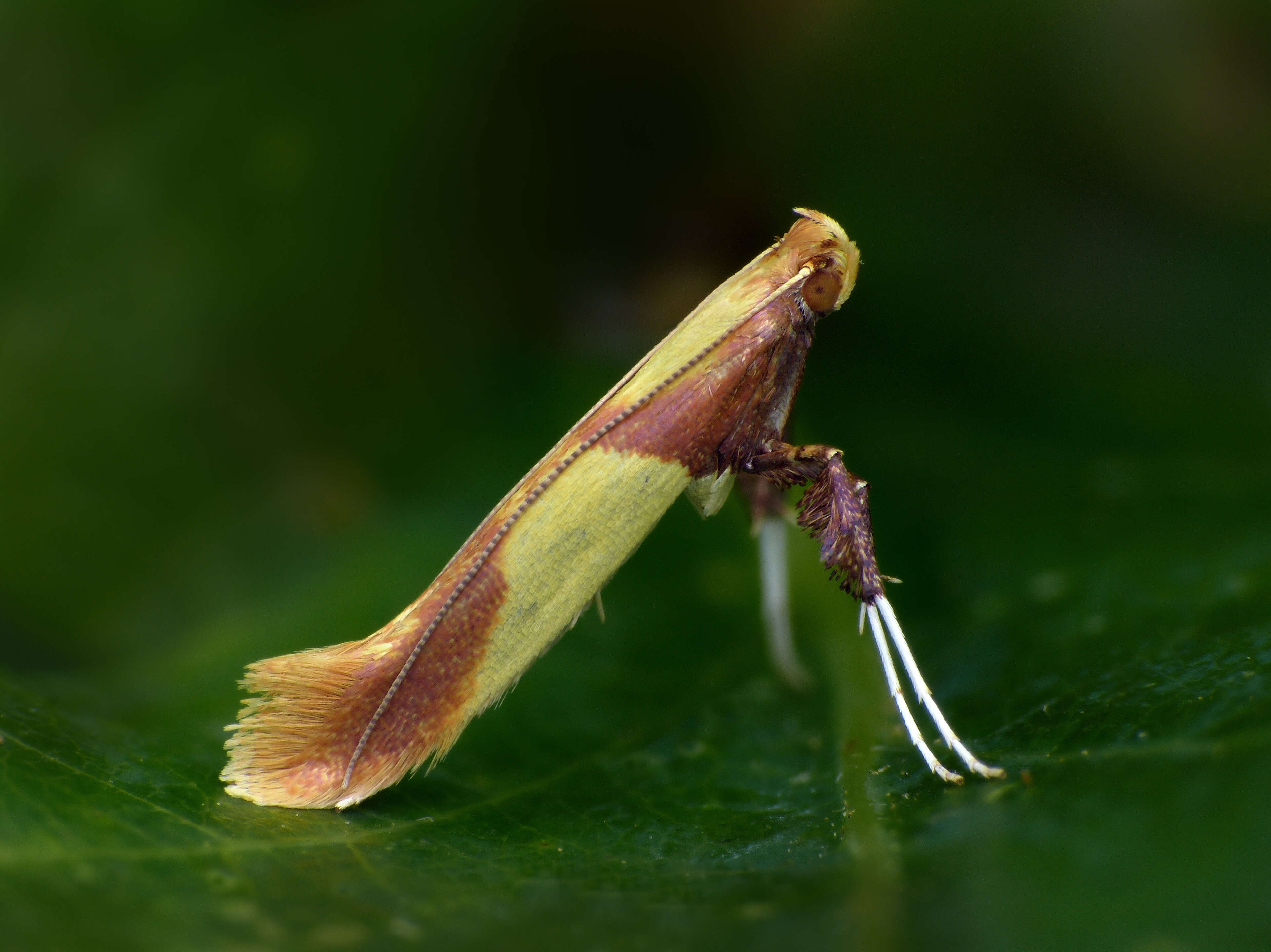 صورة Caloptilia alchimiella (Scopoli 1763)