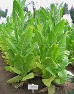 Image of cultivated tobacco