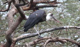 Image of African Woolly-necked Stork