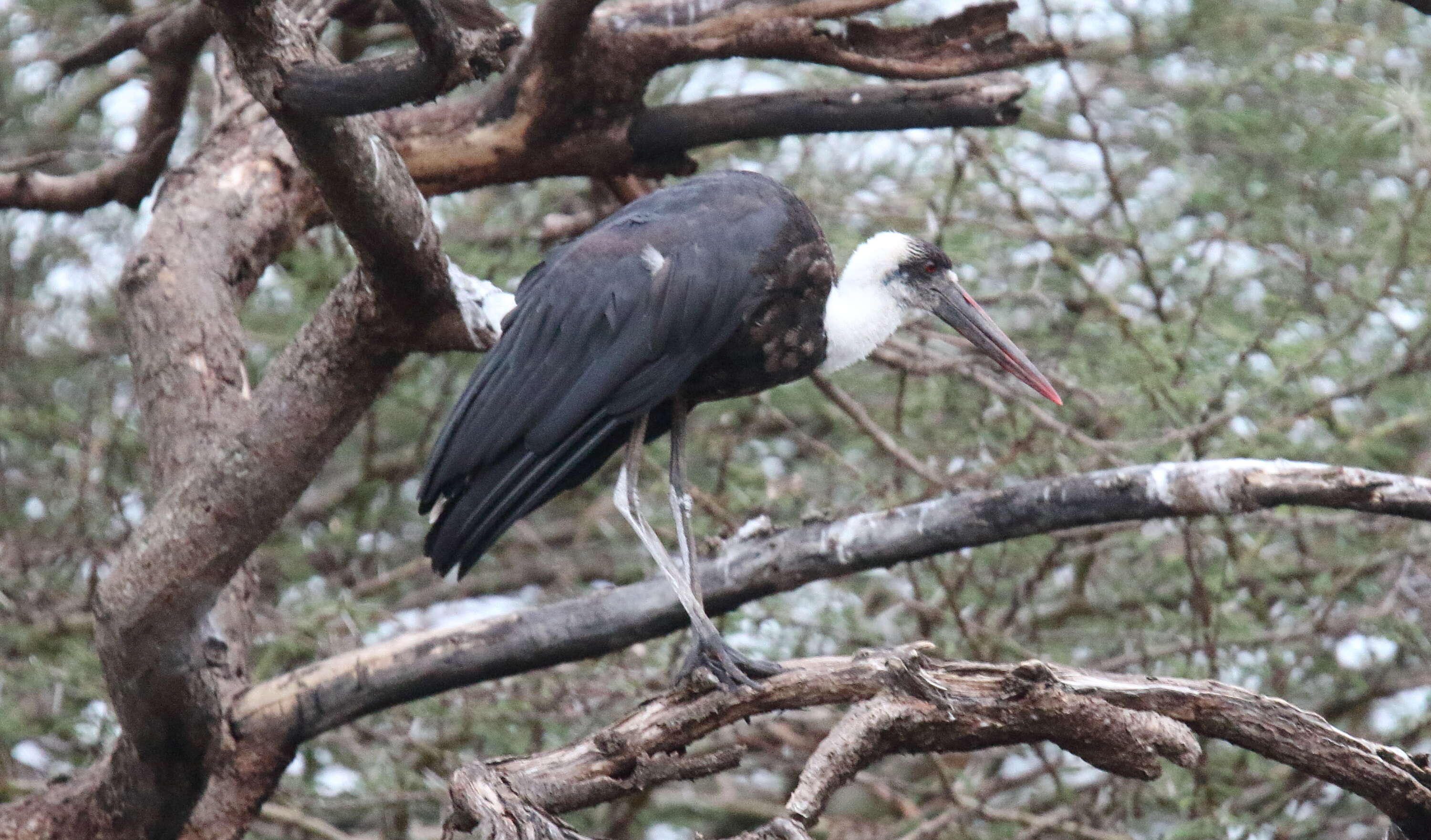 Image of African Woolly-necked Stork