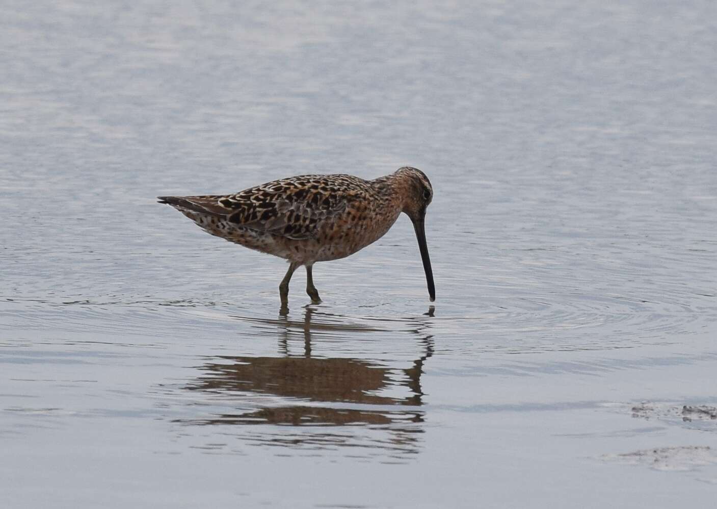 Image of Short-billed Dowitcher