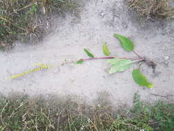 Verbascum nigrum L. resmi