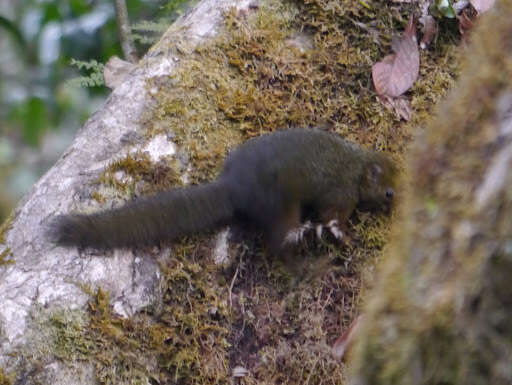 Image of Cooper's Mountain Squirrel