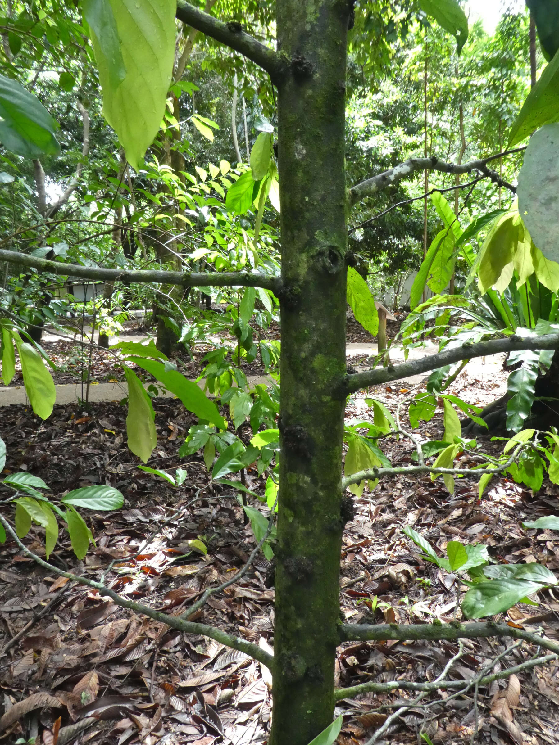 Image of Pseuduvaria froggattii (F. Muell.) Jessup