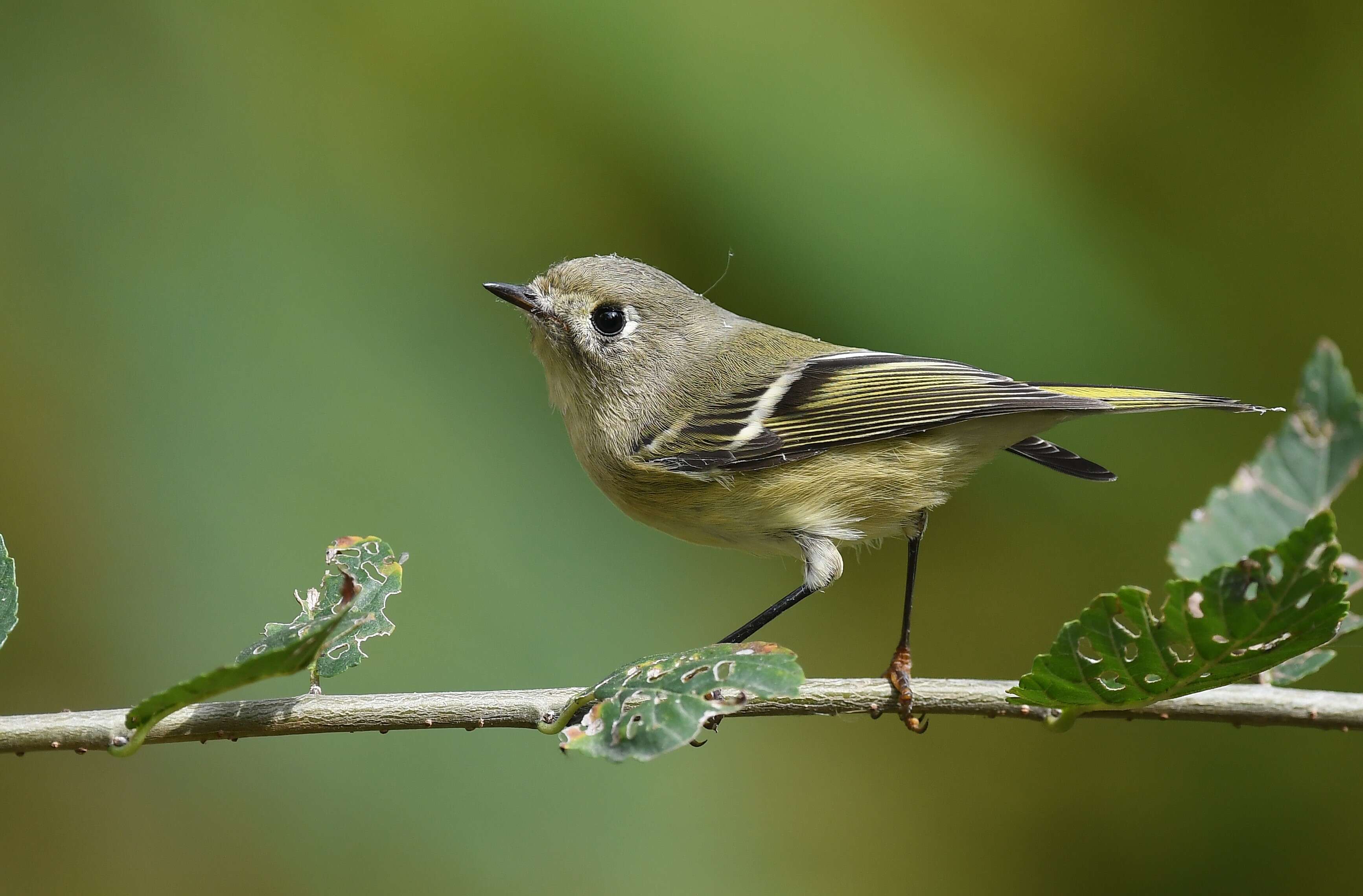 Image of goldcrests and kinglets