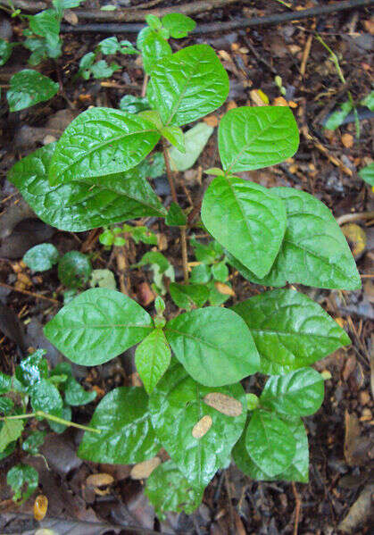 Image of Pastureweed