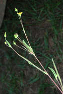 Image of Dwarf Dandelion