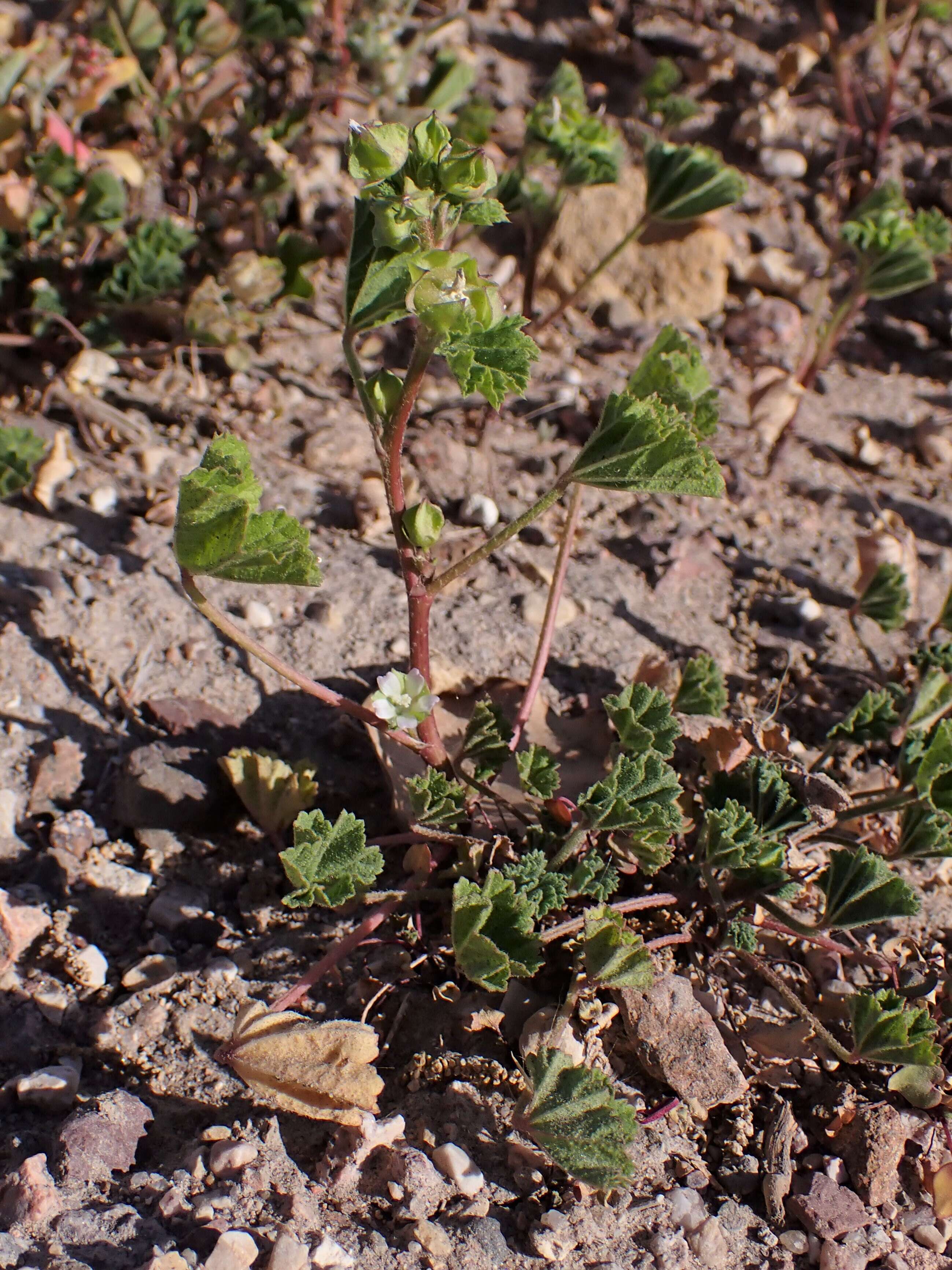 Image of Least Mallow