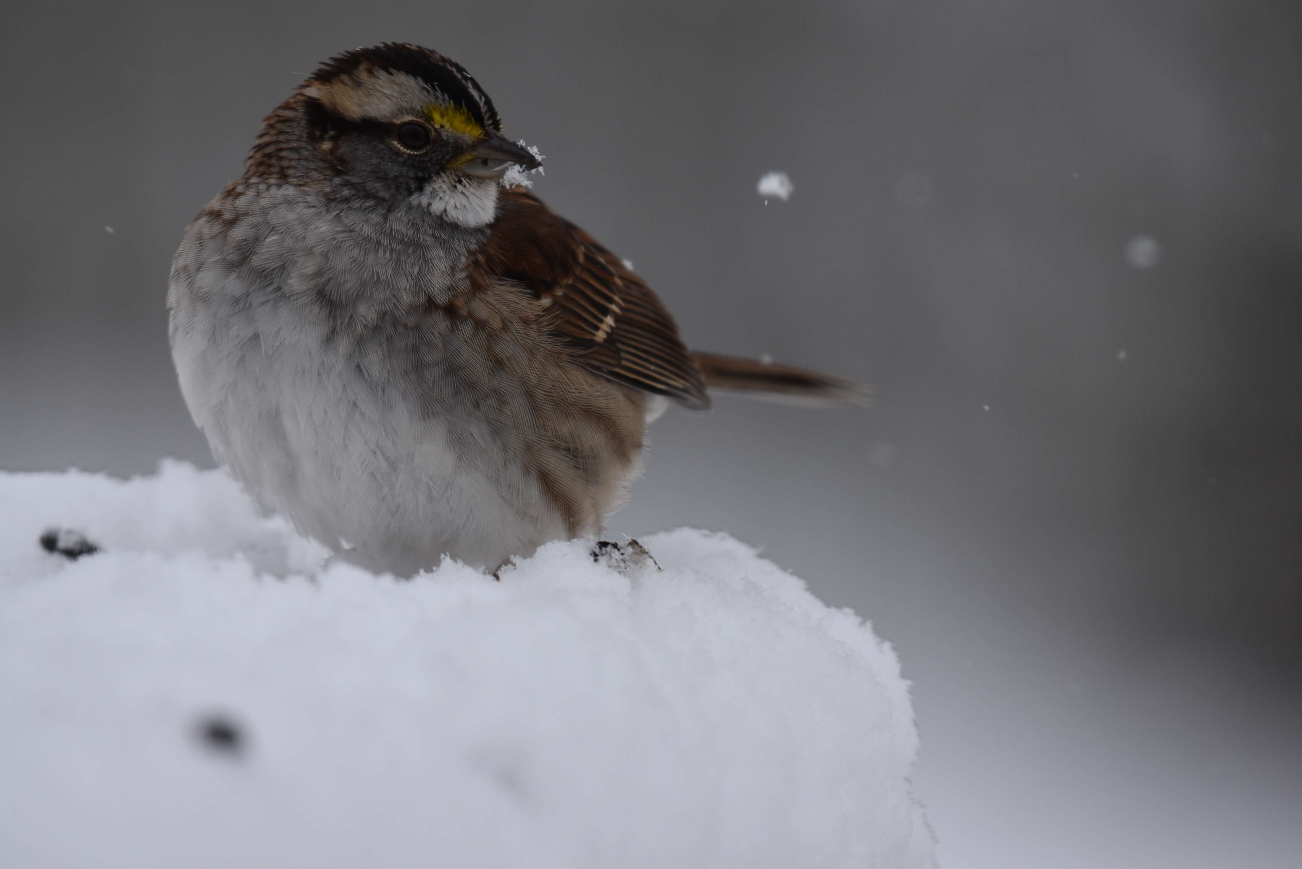 Image of White-throated Sparrow