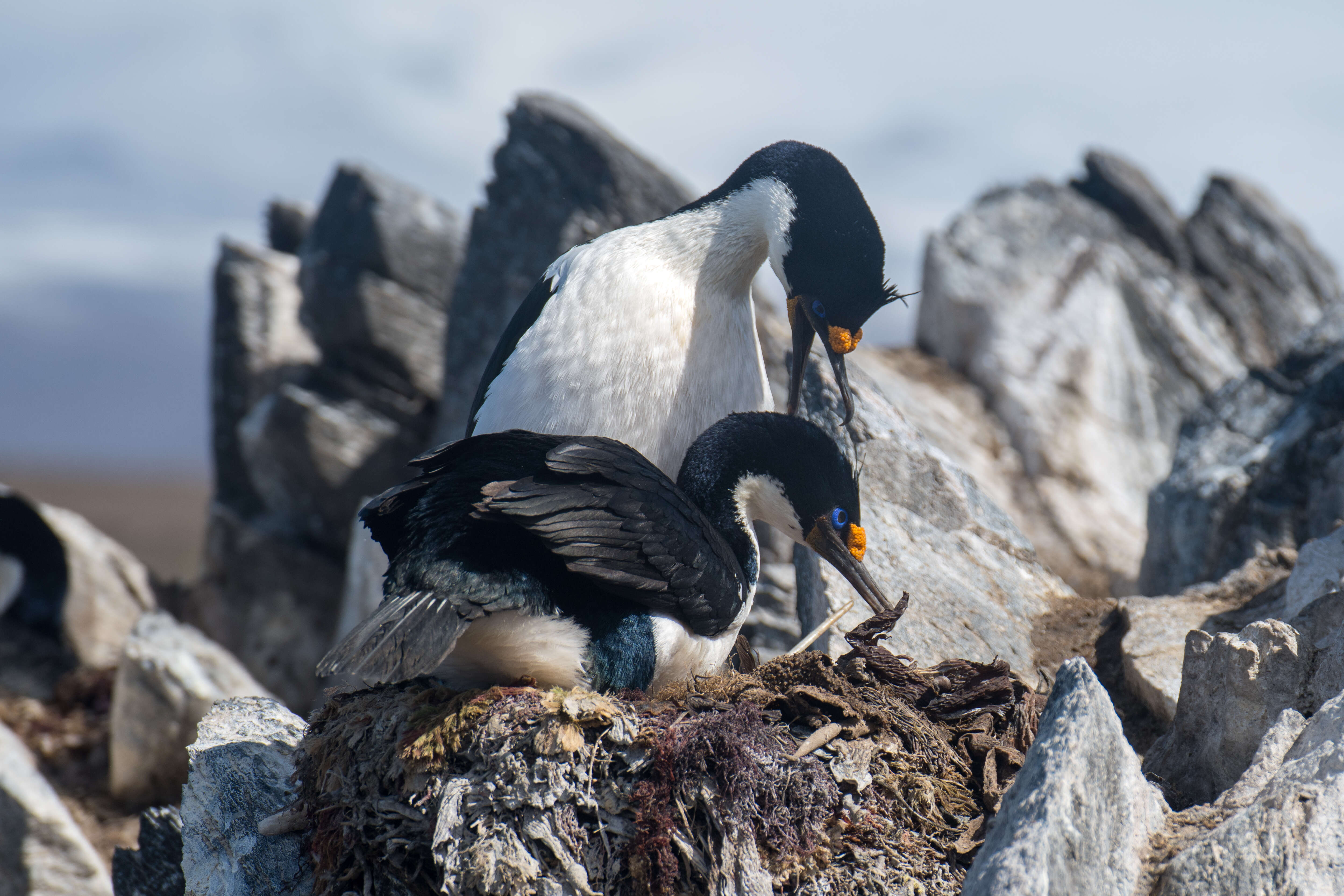 Image of Kerguelen Shag