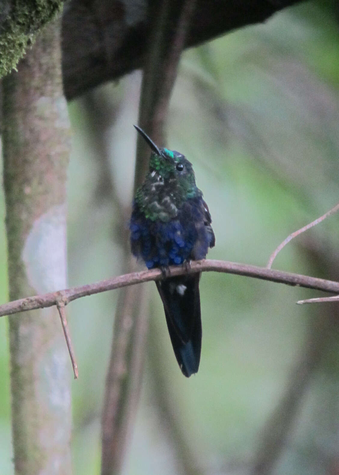 Image of Crowned Woodnymph