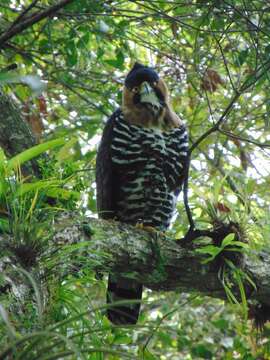 Image of Ornate Hawk-Eagle