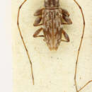 Image of Urgleptes multinotatus (Bates 1881)